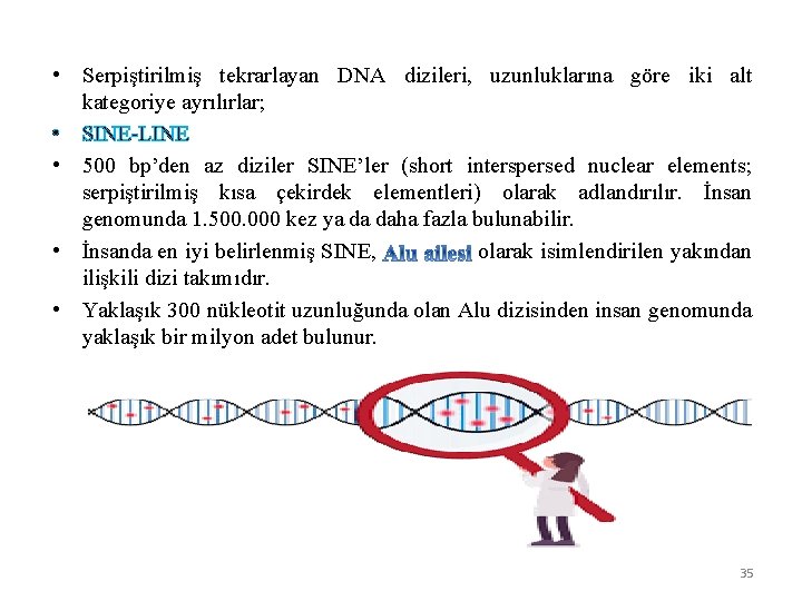  • Serpiştirilmiş tekrarlayan DNA dizileri, uzunluklarına göre iki alt kategoriye ayrılırlar; • SINE-LINE