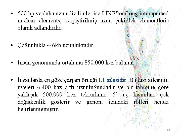  • 500 bp ve daha uzun dizilimler ise LİNE’ler (long interspersed nuclear elements;