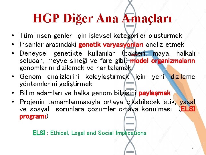 HGP Diğer Ana Amaçları • Tüm insan genleri için işlevsel kategoriler oluşturmak • İnsanlar