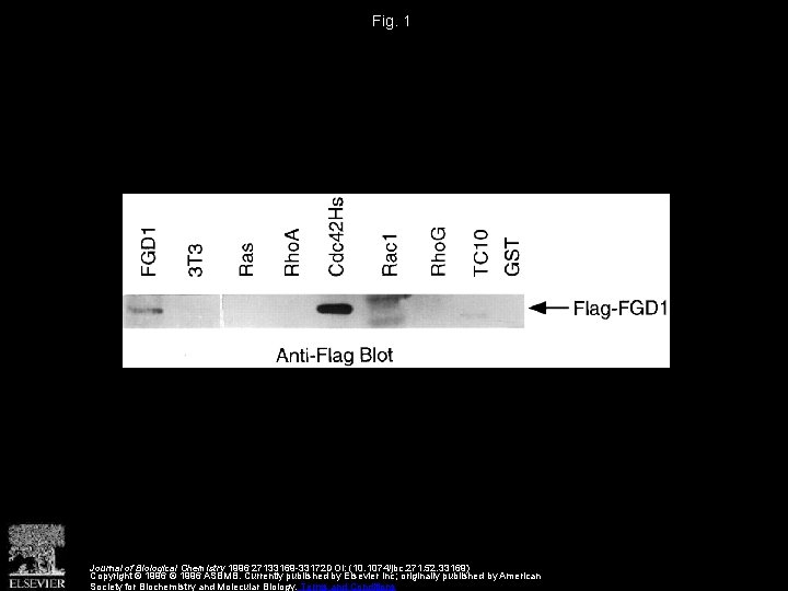 Fig. 1 Journal of Biological Chemistry 1996 27133169 -33172 DOI: (10. 1074/jbc. 271. 52.