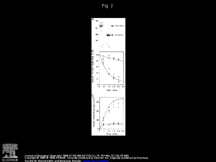 Fig. 2 Journal of Biological Chemistry 1996 27133169 -33172 DOI: (10. 1074/jbc. 271. 52.