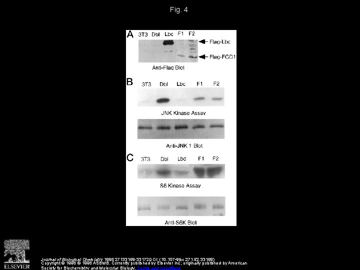 Fig. 4 Journal of Biological Chemistry 1996 27133169 -33172 DOI: (10. 1074/jbc. 271. 52.