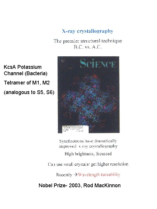 Kcs. A Potassium Channel (Bacteria) Tetramer of M 1, M 2 (analogous to S