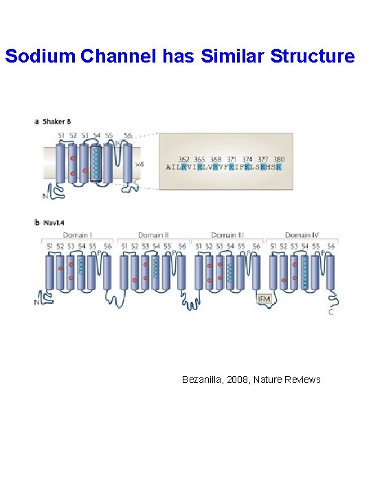 Sodium Channel has Similar Structure Bezanilla, 2008, Nature Reviews 