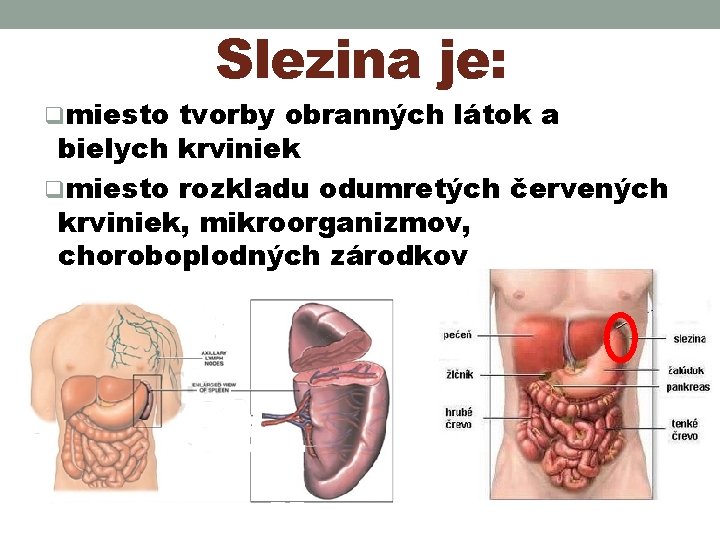 Slezina je: qmiesto tvorby obranných látok a bielych krviniek qmiesto rozkladu odumretých červených krviniek, Slezina je: qmiesto tvorby obranných látok a bielych krviniek qmiesto rozkladu odumretých červených krviniek,