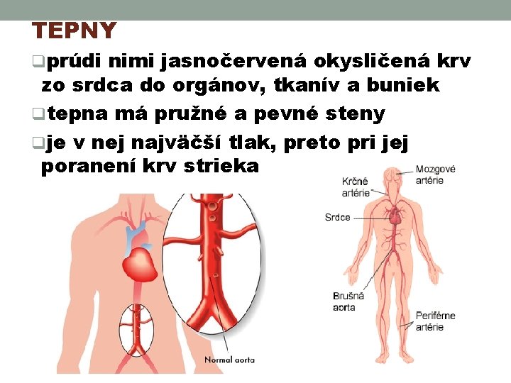 TEPNY qprúdi nimi jasnočervená okysličená krv zo srdca do orgánov, tkanív a buniek qtepna