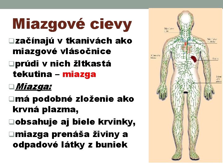 Miazgové cievy qzačínajú v tkanivách ako miazgové vlásočnice qprúdi v nich žltkastá tekutina –