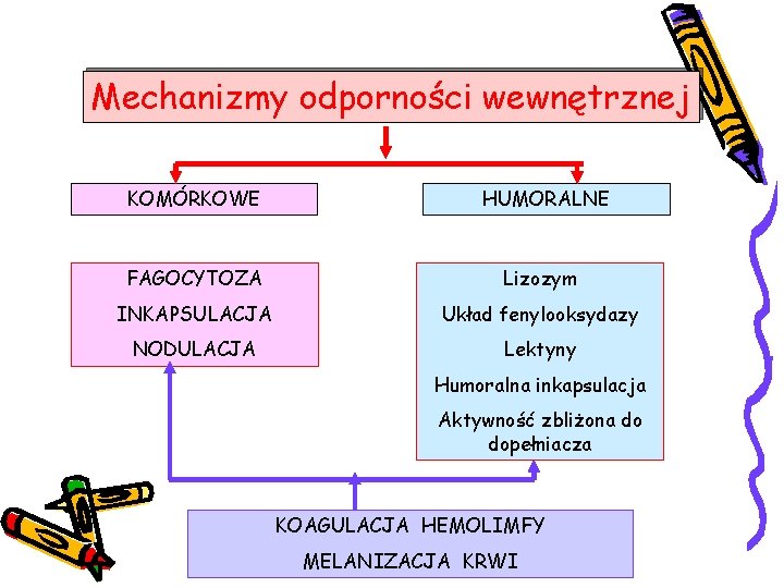 Mechanizmy odporności wewnętrznej KOMÓRKOWE HUMORALNE FAGOCYTOZA Lizozym INKAPSULACJA Układ fenylooksydazy NODULACJA Lektyny Humoralna inkapsulacja