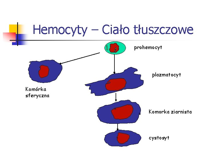 Hemocyty – Ciało tłuszczowe prohemocyt plazmatocyt Komórka sferyczna Komorka ziarnista cystosyt 