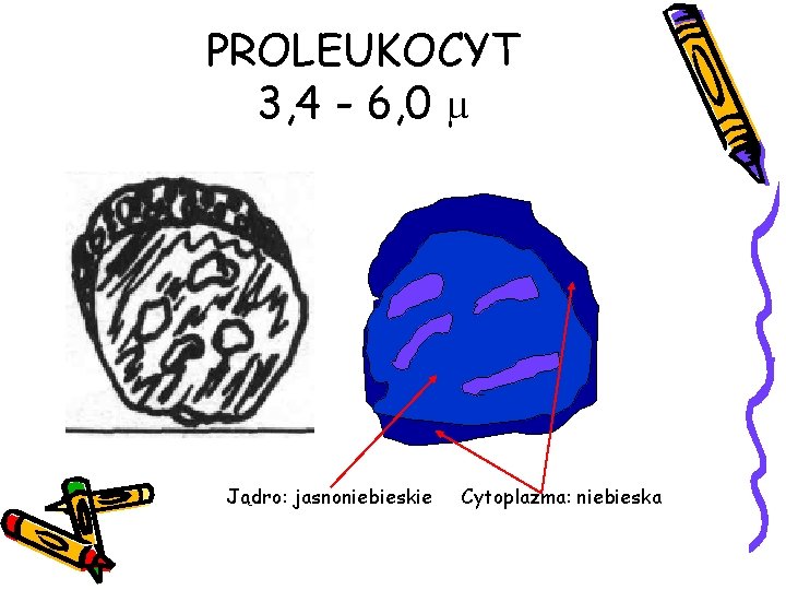 PROLEUKOCYT 3, 4 - 6, 0 µ Jądro: jasnoniebieskie Cytoplazma: niebieska 