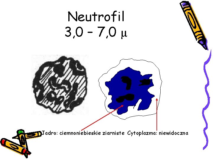Neutrofil 3, 0 – 7, 0 µ Jadro: ciemnoniebieskie ziarniste Cytoplazma: niewidoczna Neutrofil 3, 0 – 7, 0 µ Jadro: ciemnoniebieskie ziarniste Cytoplazma: niewidoczna