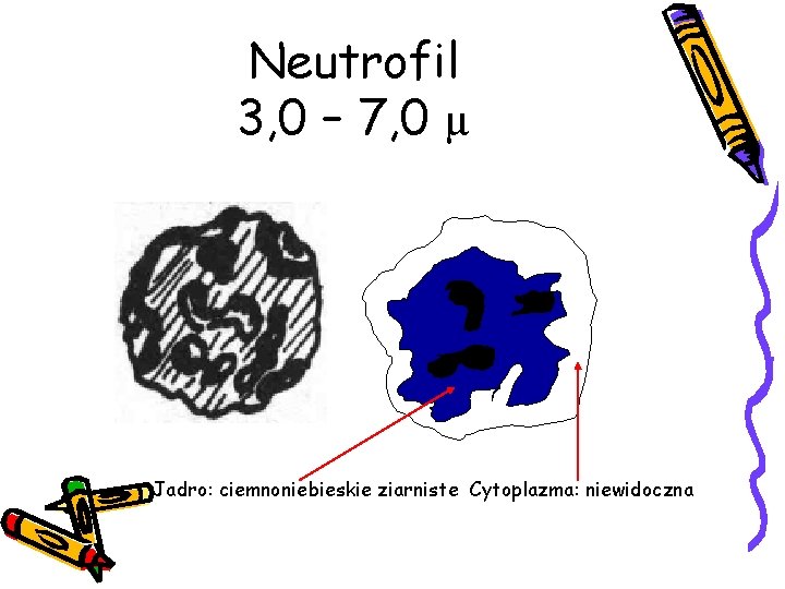 Neutrofil 3, 0 – 7, 0 µ Jadro: ciemnoniebieskie ziarniste Cytoplazma: niewidoczna 