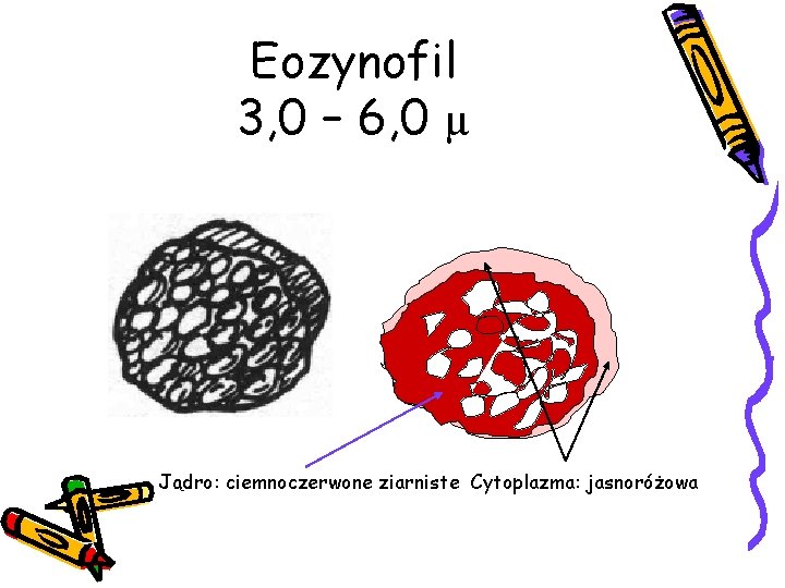 Eozynofil 3, 0 – 6, 0 µ Jądro: ciemnoczerwone ziarniste Cytoplazma: jasnoróżowa 