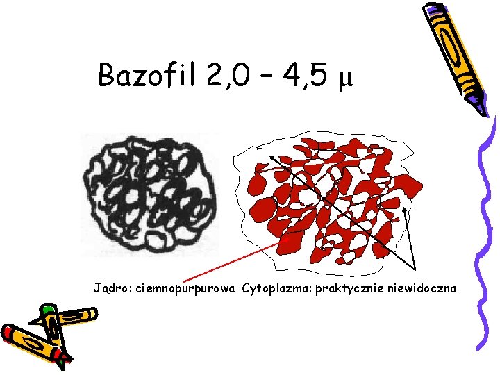 Bazofil 2, 0 – 4, 5 µ Jądro: ciemnopurpurowa Cytoplazma: praktycznie niewidoczna 