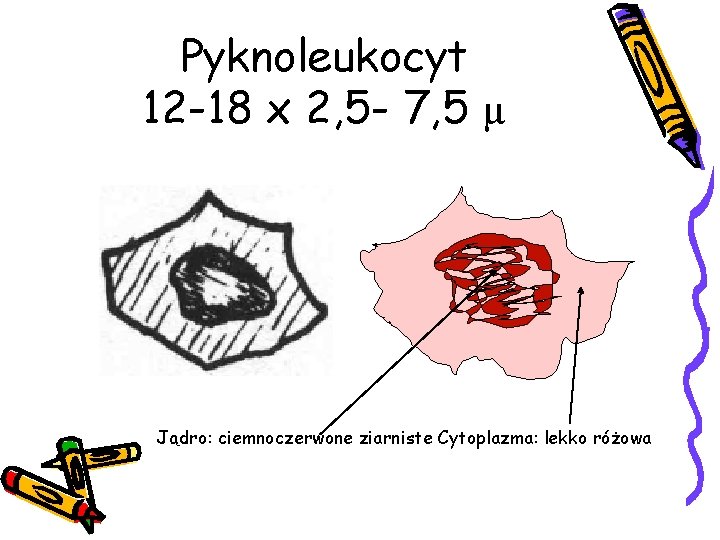 Pyknoleukocyt 12 -18 x 2, 5 - 7, 5 µ Jądro: ciemnoczerwone ziarniste Cytoplazma: