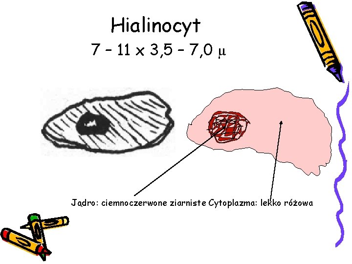 Hialinocyt 7 – 11 x 3, 5 – 7, 0 µ Jądro: ciemnoczerwone ziarniste