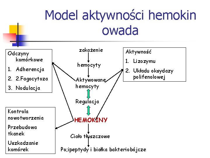 Model aktywności hemokin owada Odczyny komórkowe 1. Adherencja 2. 2. Fagocytoza 3. Nodulacja zakażenie