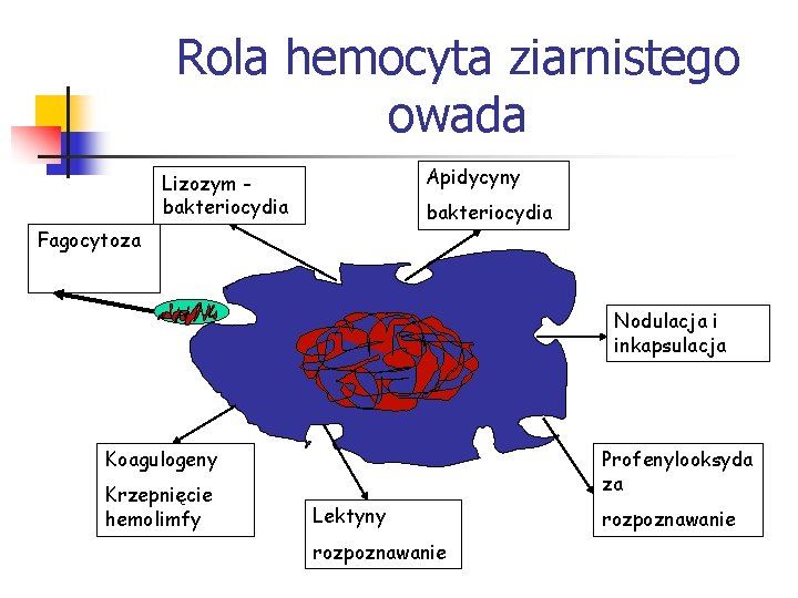 Rola hemocyta ziarnistego owada Apidycyny Lizozym bakteriocydia Fagocytoza Nodulacja i inkapsulacja Koagulogeny Krzepnięcie hemolimfy Rola hemocyta ziarnistego owada Apidycyny Lizozym bakteriocydia Fagocytoza Nodulacja i inkapsulacja Koagulogeny Krzepnięcie hemolimfy