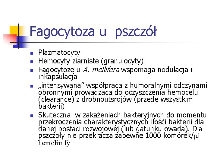 Fagocytoza u pszczół n n n Plazmatocyty Hemocyty ziarniste (granulocyty) Fagocytozę u A. mellifera