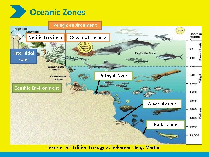 Oceanic Zones Pelagic environment Neritic Province Oceanic Province Inter tidal Zone Bathyal Zone Benthic