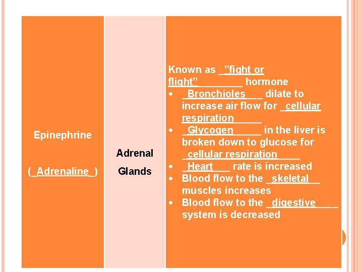 Epinephrine Adrenal (_Adrenaline_) Glands Known as _”fight or flight”____ hormone _Bronchioles___ dilate to increase