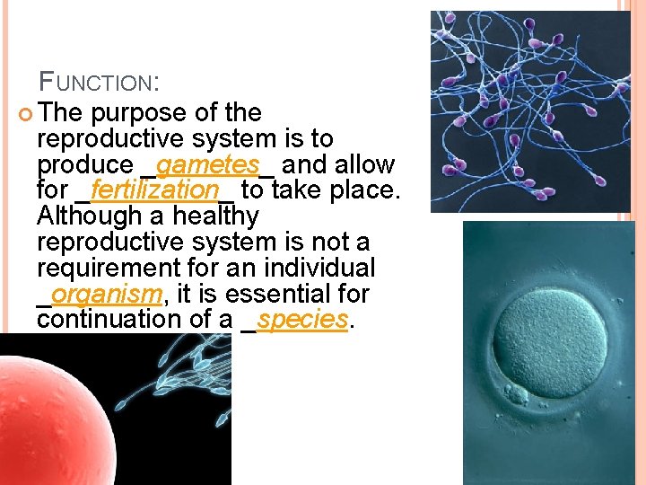 FUNCTION: The purpose of the reproductive system is to produce _gametes_ and allow for