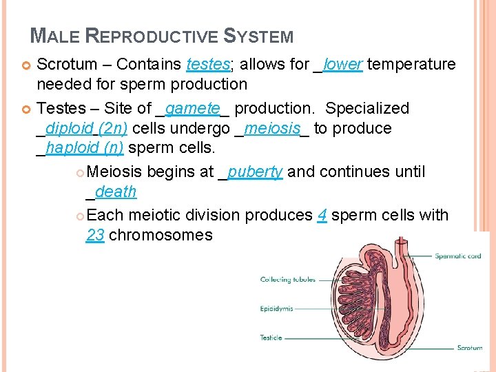MALE REPRODUCTIVE SYSTEM Scrotum – Contains testes; allows for _lower temperature needed for sperm