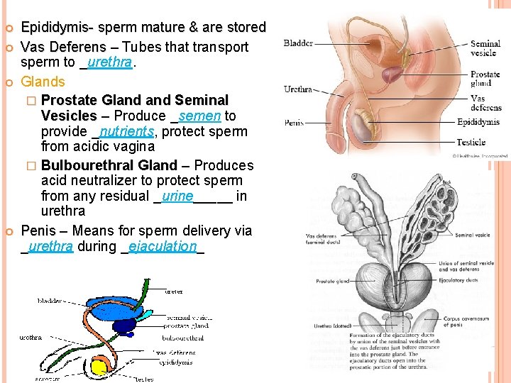  Epididymis- sperm mature & are stored Vas Deferens – Tubes that transport sperm