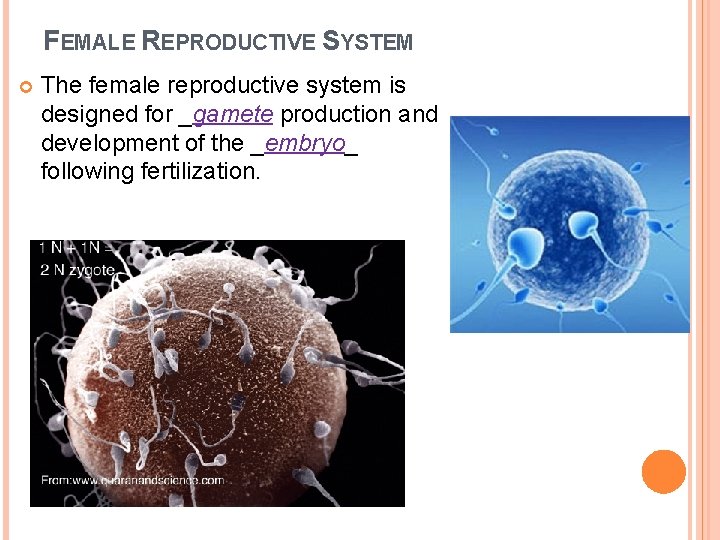 FEMALE REPRODUCTIVE SYSTEM The female reproductive system is designed for _gamete production and development