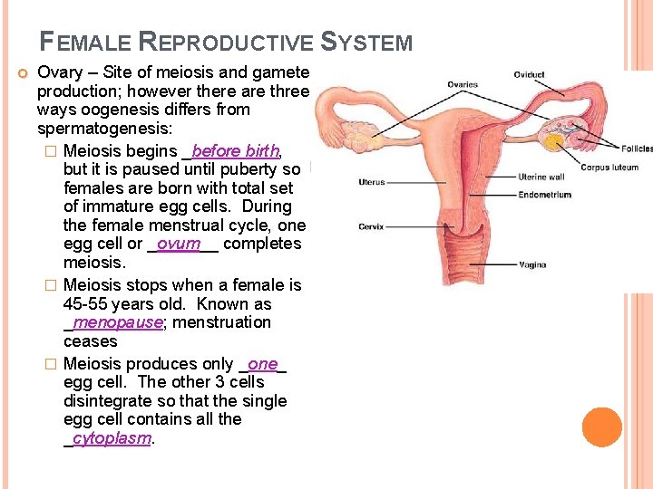 FEMALE REPRODUCTIVE SYSTEM Ovary – Site of meiosis and gamete production; however there are
