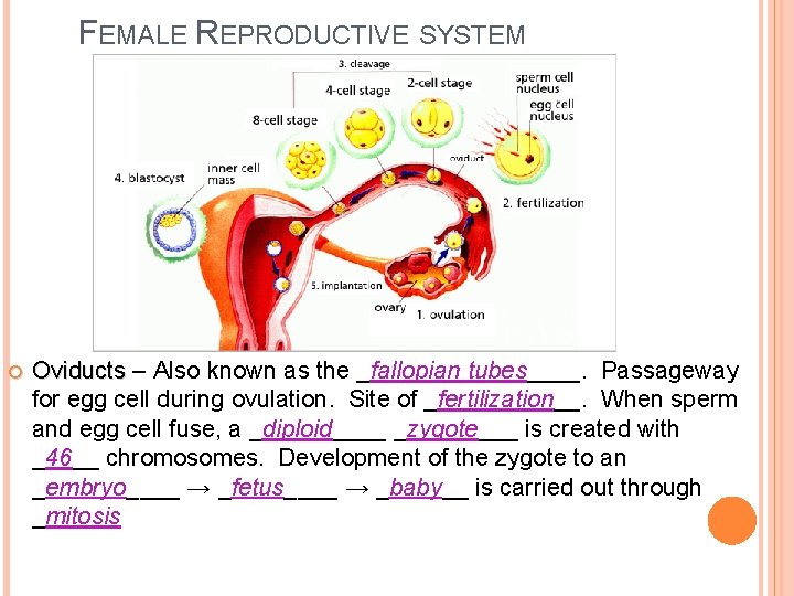 FEMALE REPRODUCTIVE SYSTEM Oviducts – Also known as the _fallopian tubes____. Passageway for egg