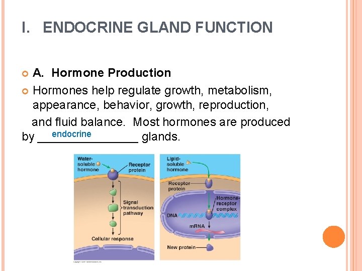 I. ENDOCRINE GLAND FUNCTION A. Hormone Production Hormones help regulate growth, metabolism, appearance, behavior,