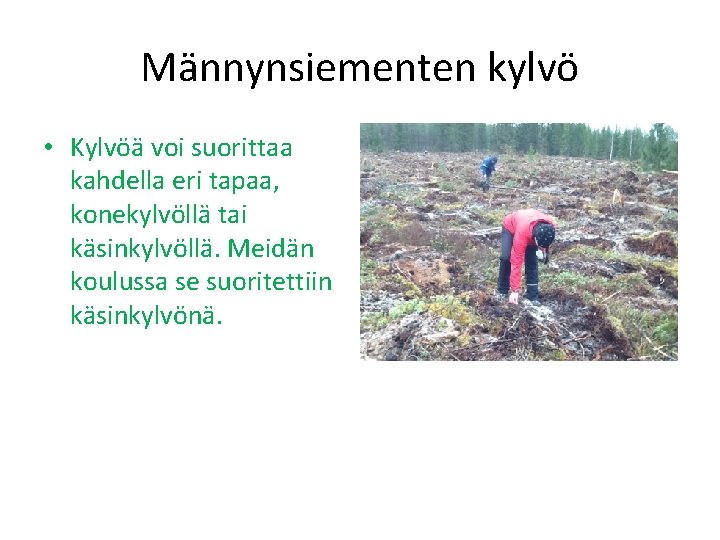 Männynsiementen kylvö • Kylvöä voi suorittaa kahdella eri tapaa, konekylvöllä tai käsinkylvöllä. Meidän koulussa