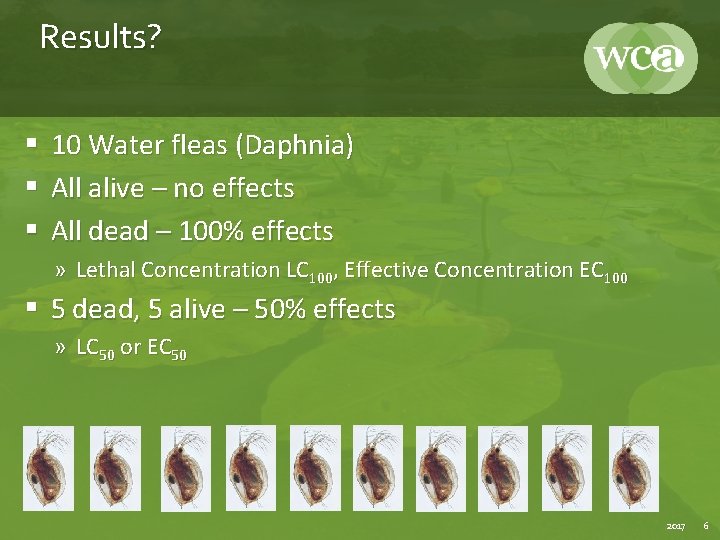 Results? § 10 Water fleas (Daphnia) § All alive – no effects § All