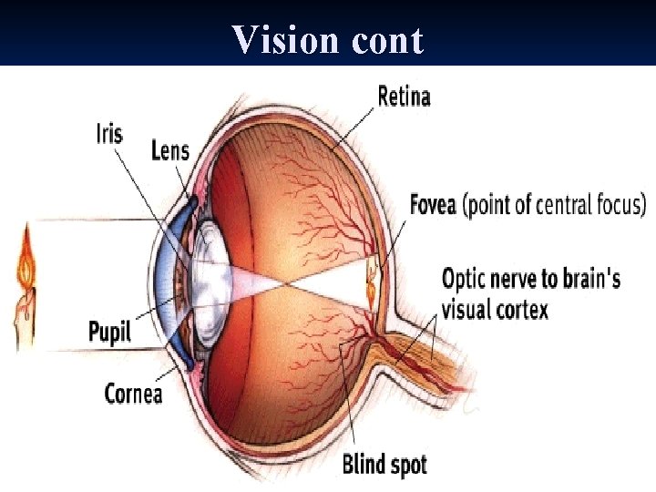 Vision cont 