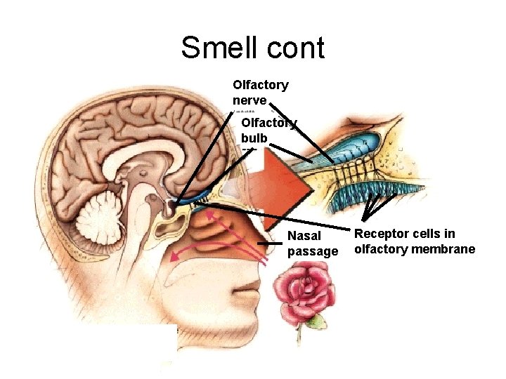 Smell cont Olfactory nerve Olfactory bulb Nasal passage Receptor cells in olfactory membrane 