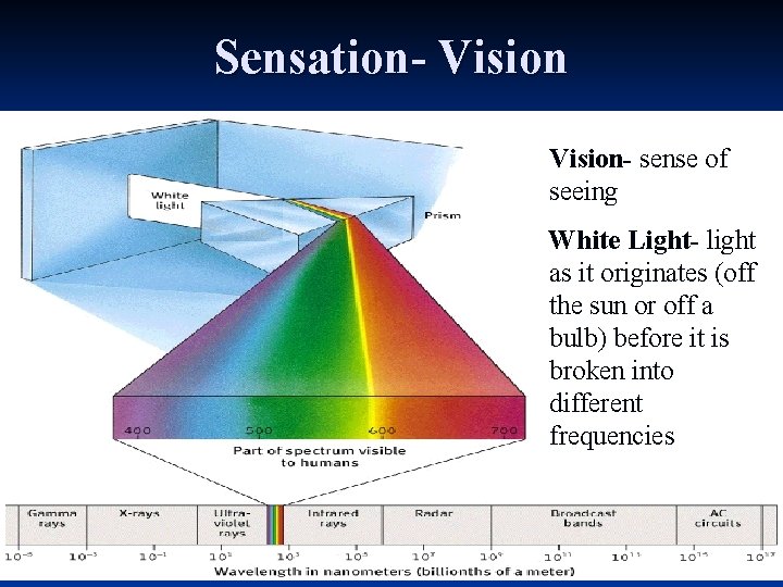 Sensation- Vision- sense of seeing White Light- light as it originates (off the sun