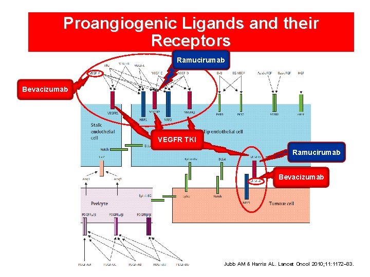 Proangiogenic Ligands and their Receptors Ramucirumab Bevacizumab VEGFR TKI Ramucirumab Bevacizumab Jubb AM &