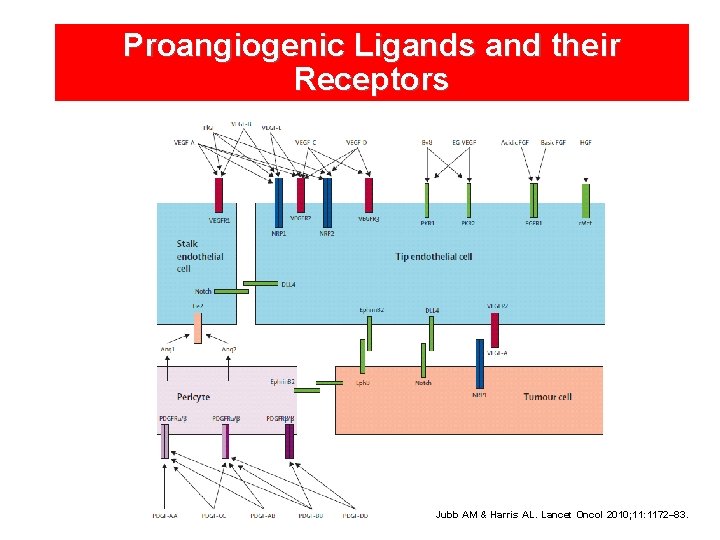 Proangiogenic Ligands and their Receptors Jubb AM & Harris AL. Lancet Oncol 2010; 11: