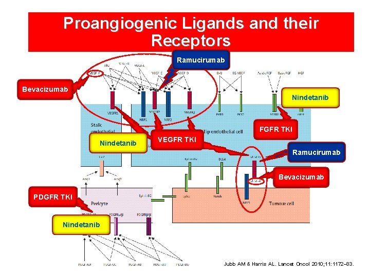 Proangiogenic Ligands and their Receptors Ramucirumab Bevacizumab Nindetanib FGFR TKI Nindetanib VEGFR TKI Ramucirumab