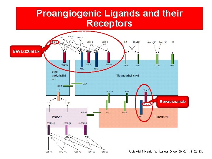 Proangiogenic Ligands and their Receptors Bevacizumab Jubb AM & Harris AL. Lancet Oncol 2010;