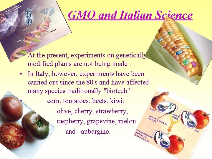 GMO and Italian Science • At the present, experiments on genetically modified plants are