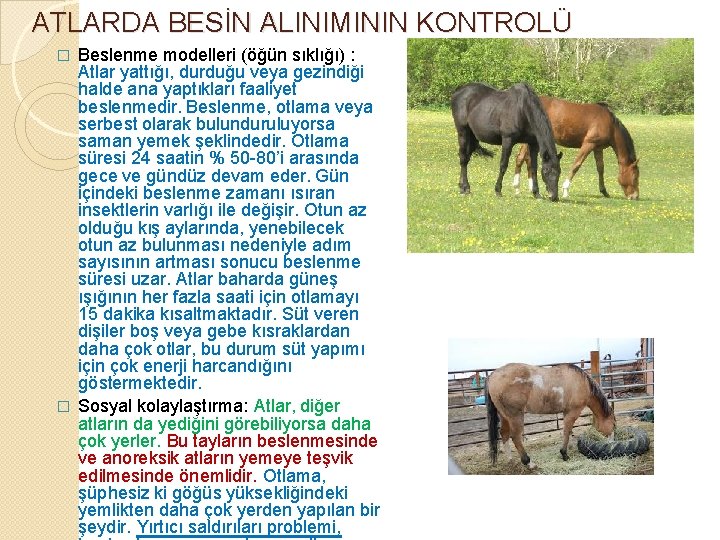 ATLARDA BESİN ALINIMININ KONTROLÜ Beslenme modelleri (öğün sıklığı) : Atlar yattığı, durduğu veya gezindiği