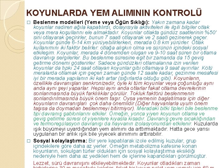 KOYUNLARDA YEM ALIMININ KONTROLÜ Beslenme modelleri (Yeme veya Öğün Sıklığı): Yakın zamana kadar koyunlar