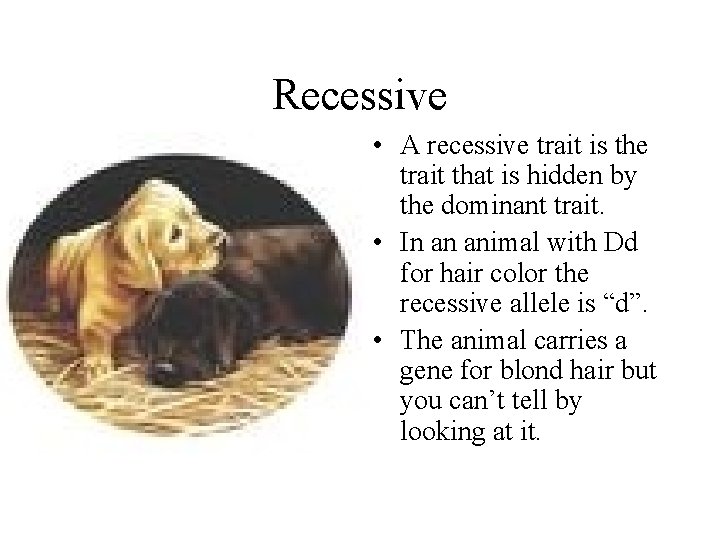 Recessive • A recessive trait is the trait that is hidden by the dominant