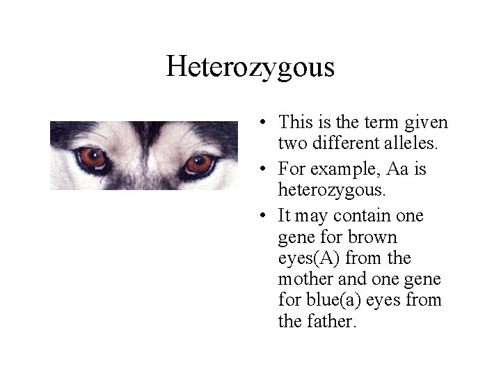 Heterozygous • This is the term given two different alleles. • For example, Aa