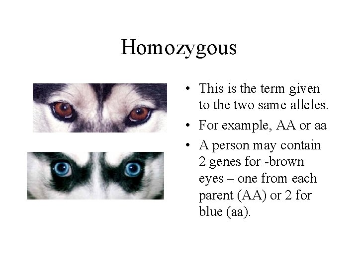 Homozygous • This is the term given to the two same alleles. • For