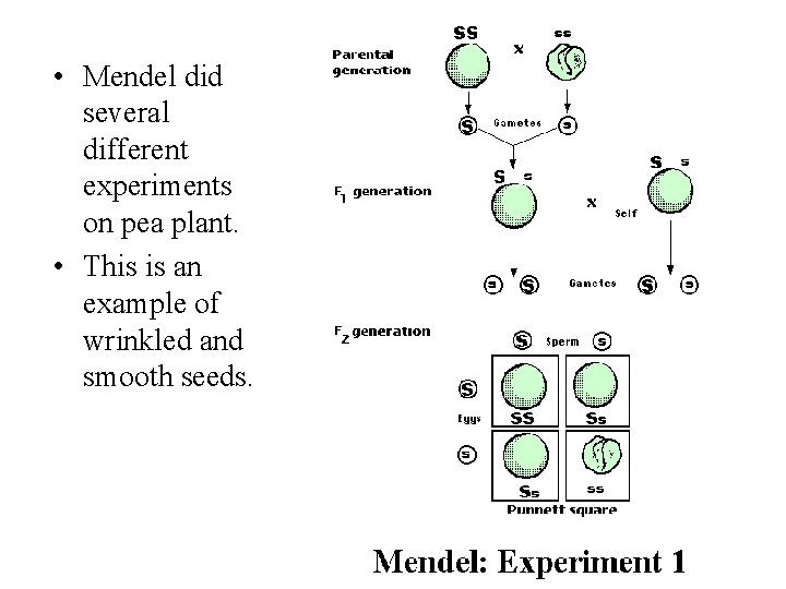  • Mendel did several different experiments on pea plant. • This is an