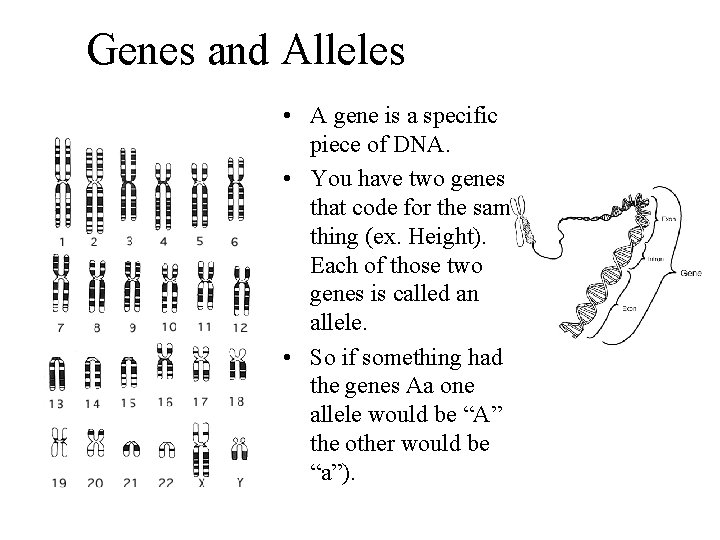 Genes and Alleles • A gene is a specific piece of DNA. • You