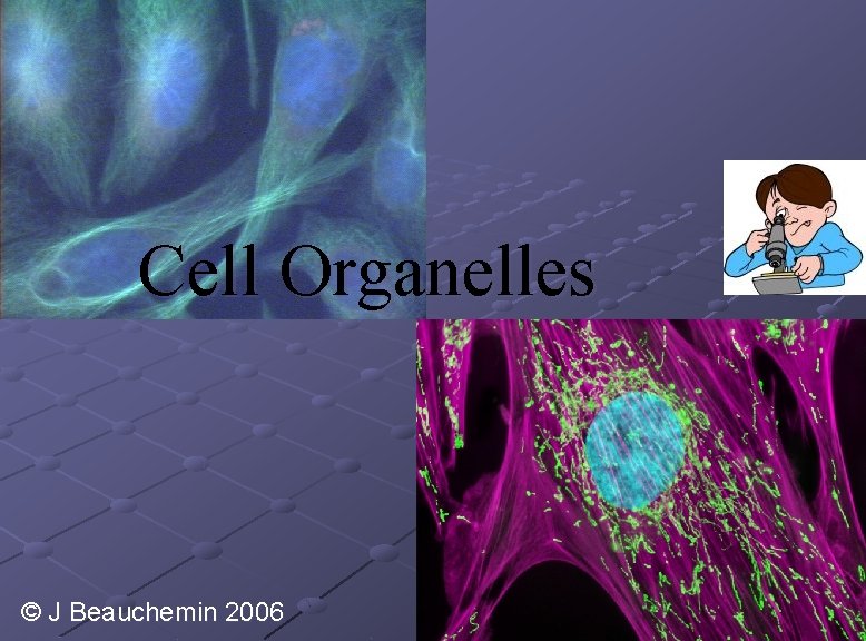 Cell Organelles © J Beauchemin 2006 